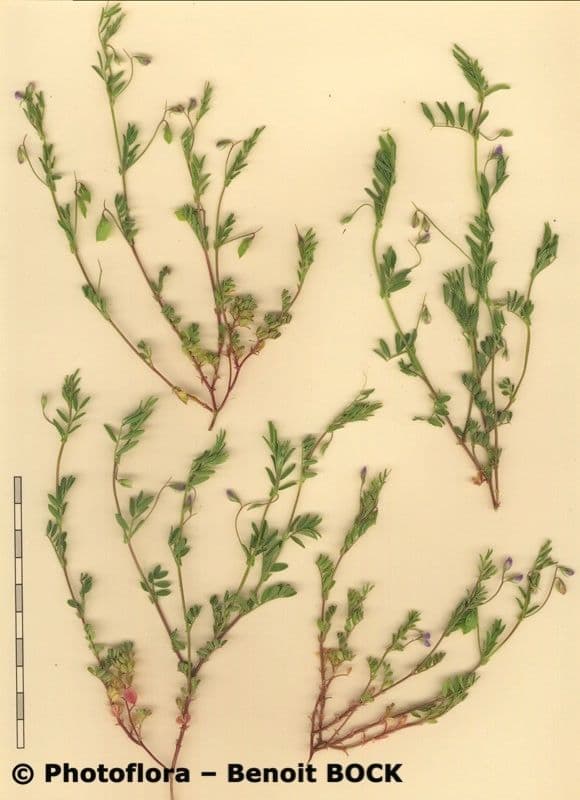 Vesce lenticulaire 22