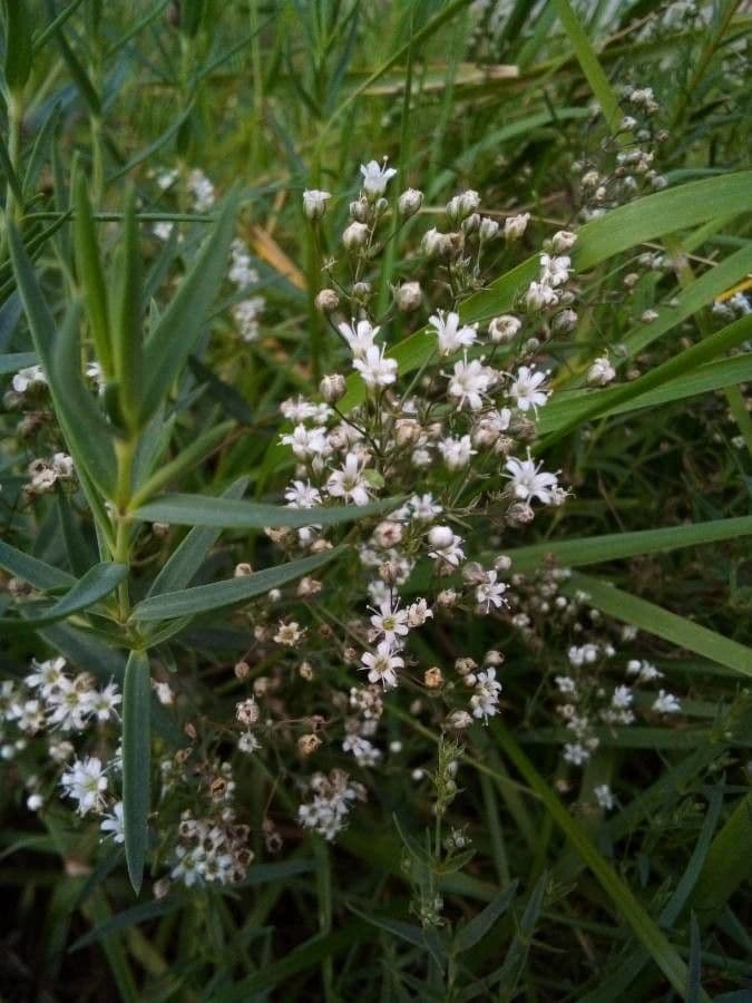 Gypsophila 7