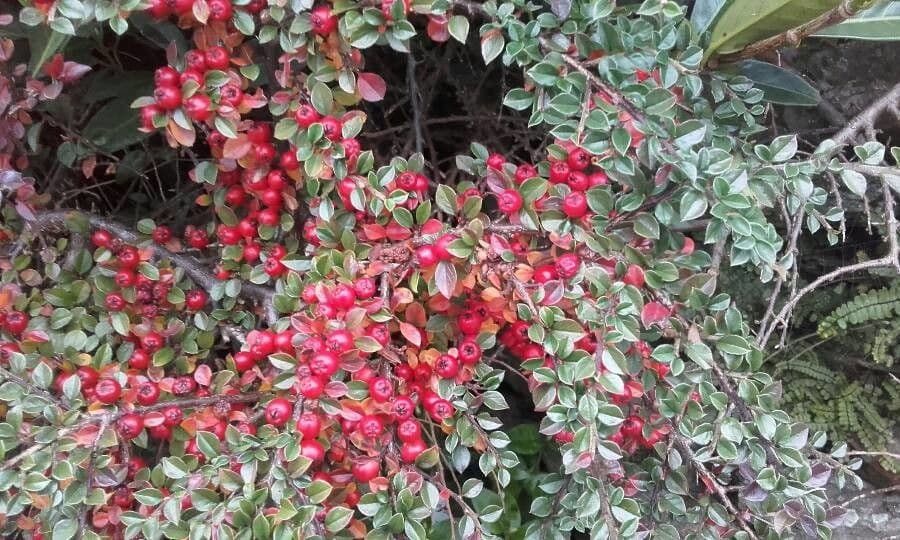 Cotoneaster