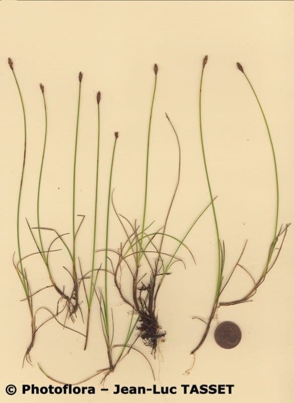 Carice dioica 13
