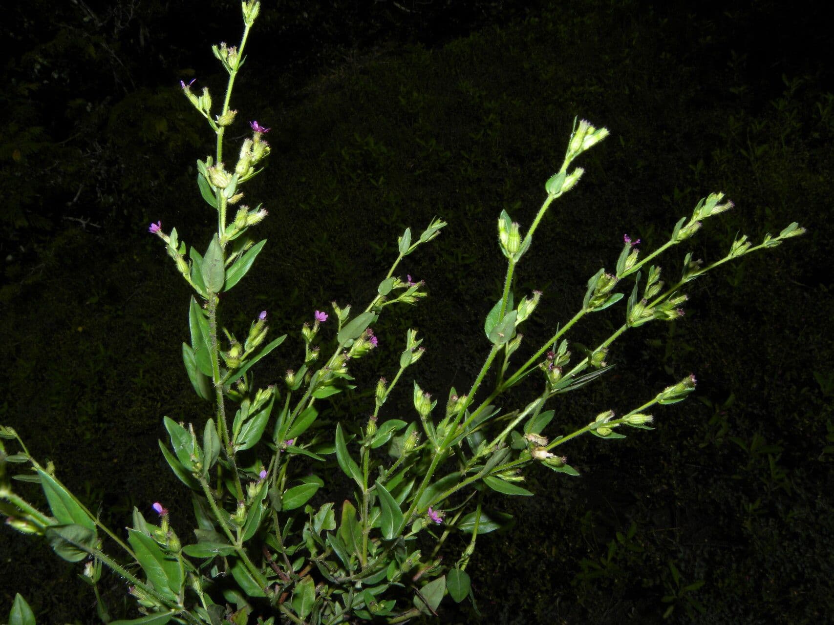 Cuphea carthagenensis 6