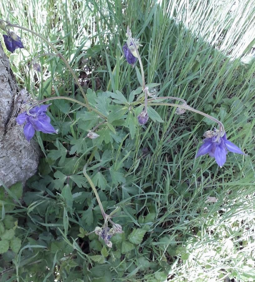 Aquilegia comune 13