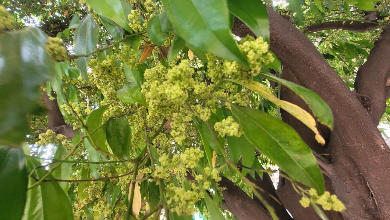 Cocculus 5