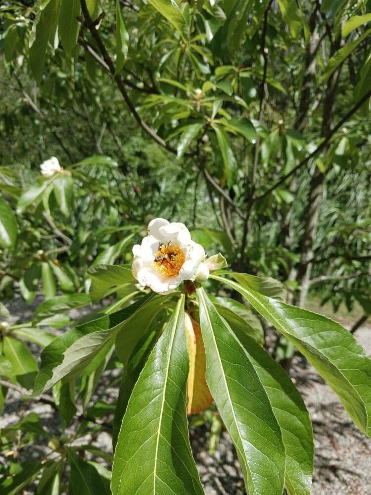 Franklinia 4