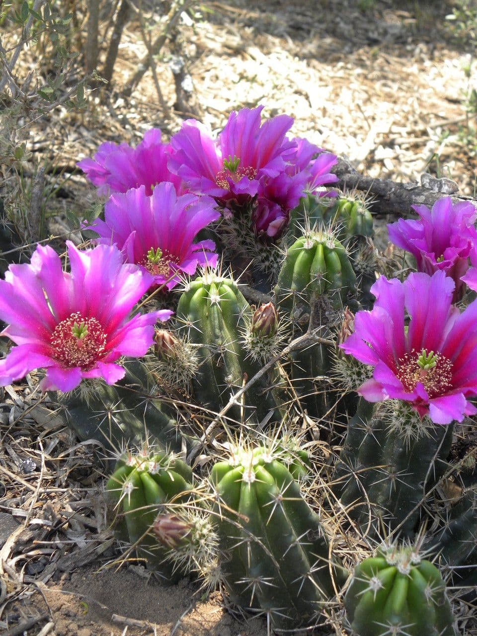 Cactus banana 6