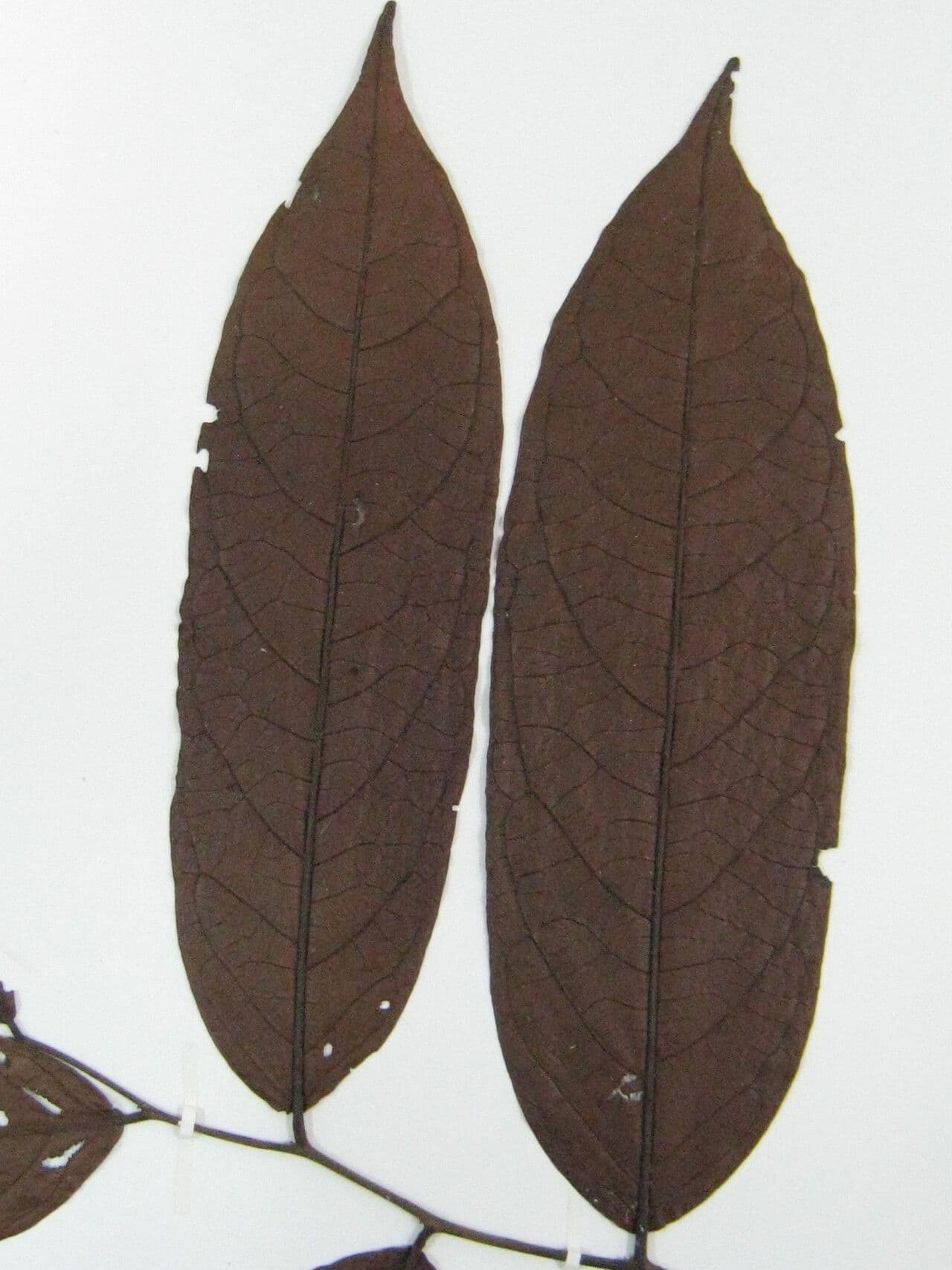 Ebano 2