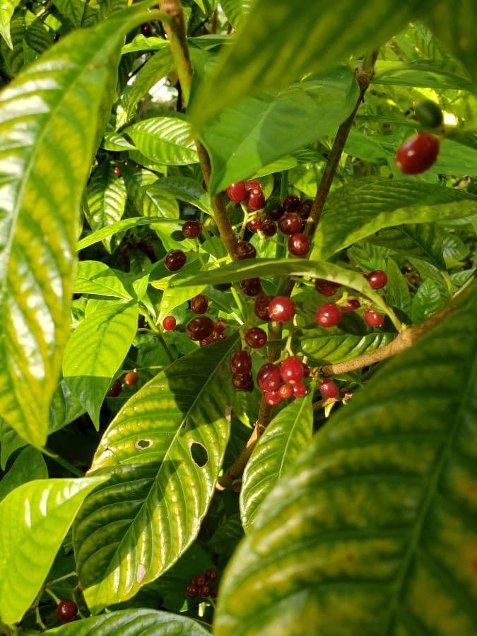 Psychotria nervosa 3