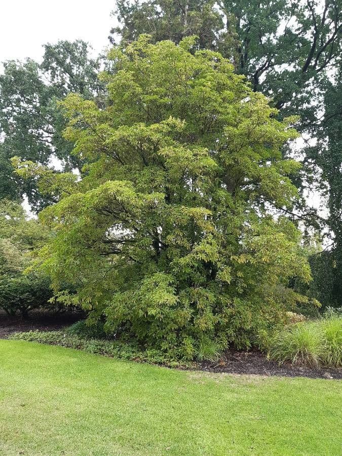 Trochodendron 13