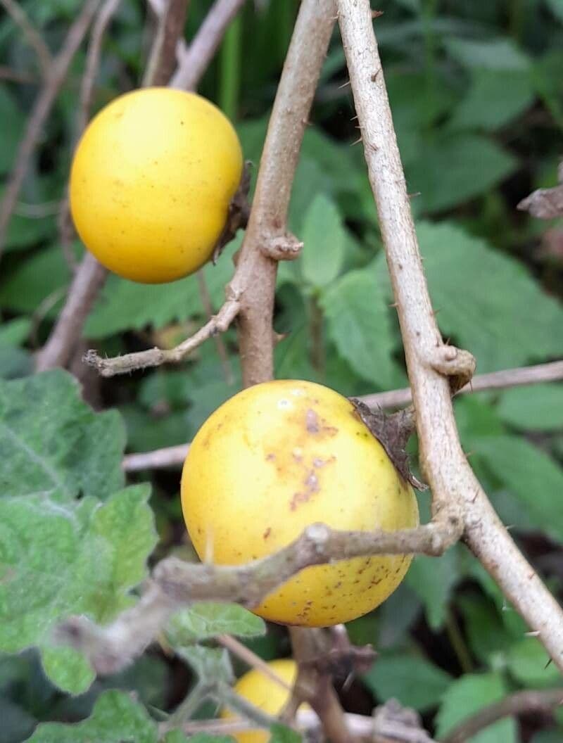 Solanum 5