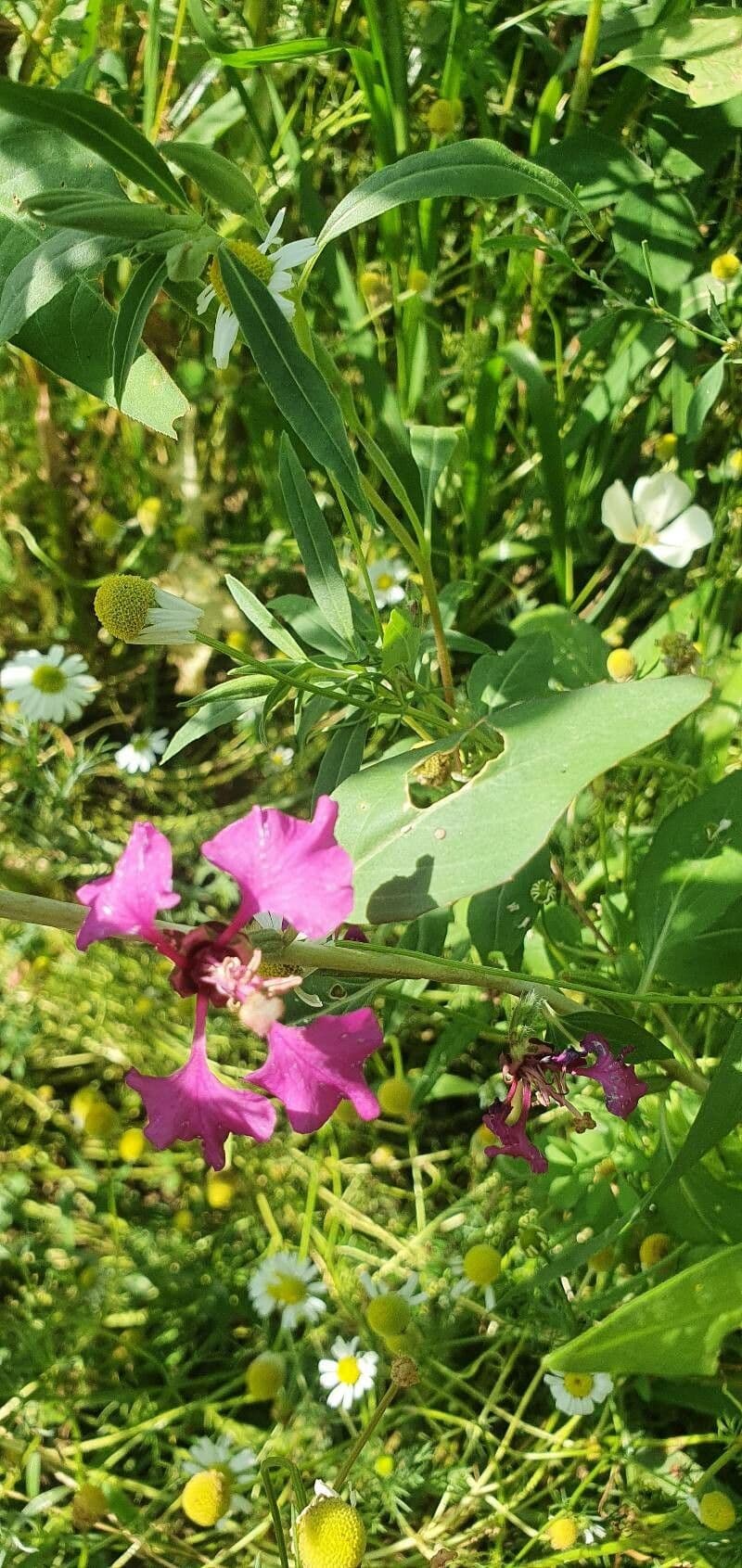 Schöne Clarkia