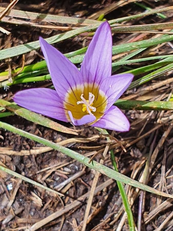 Romulea