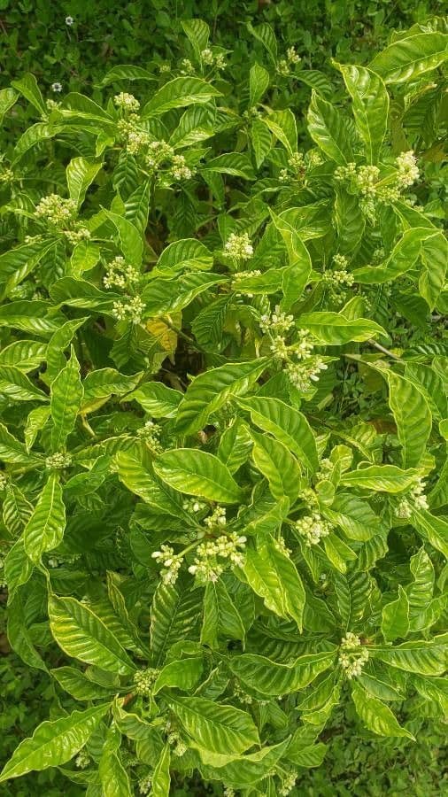 Psychotria nervosa 6