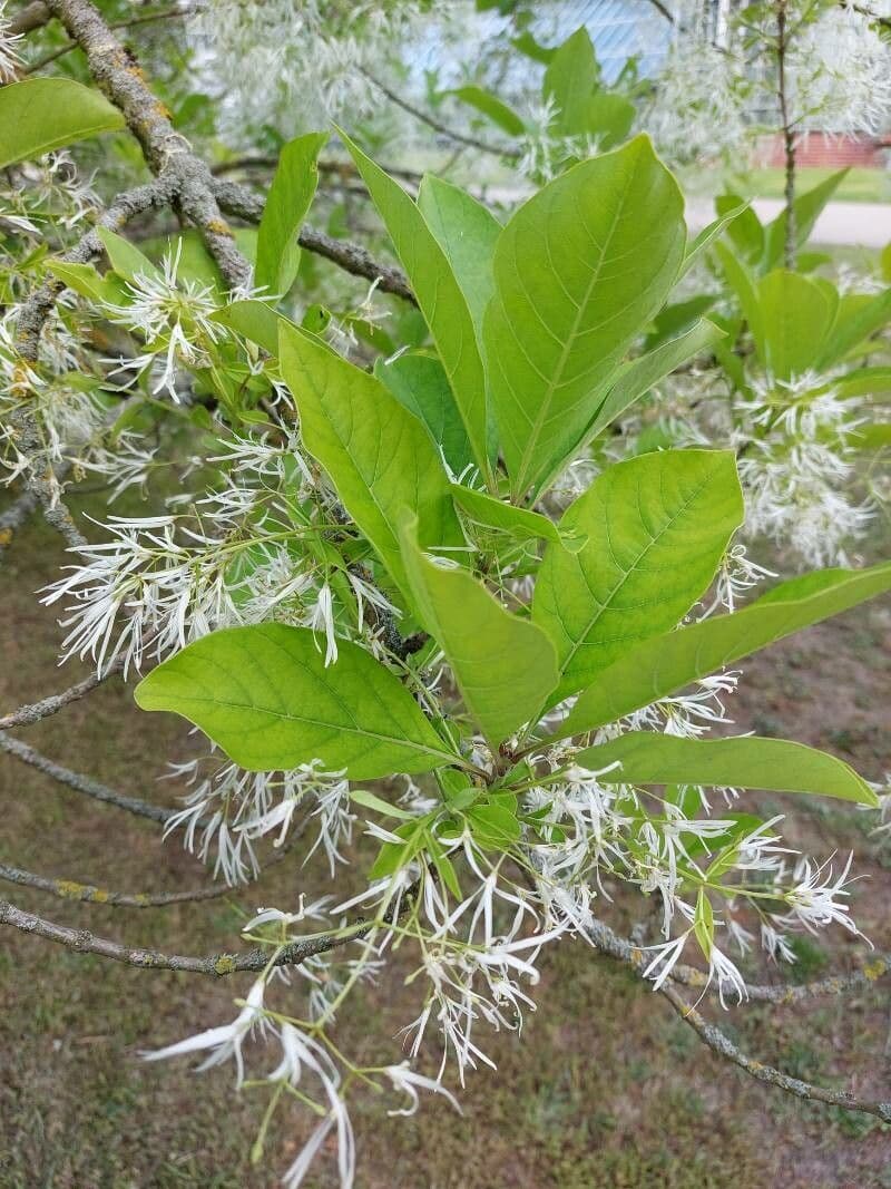 Chionanthus 16