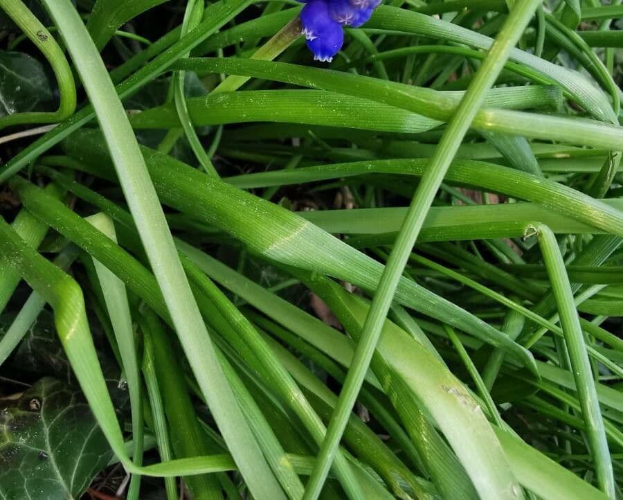 Muscari azzurro 16