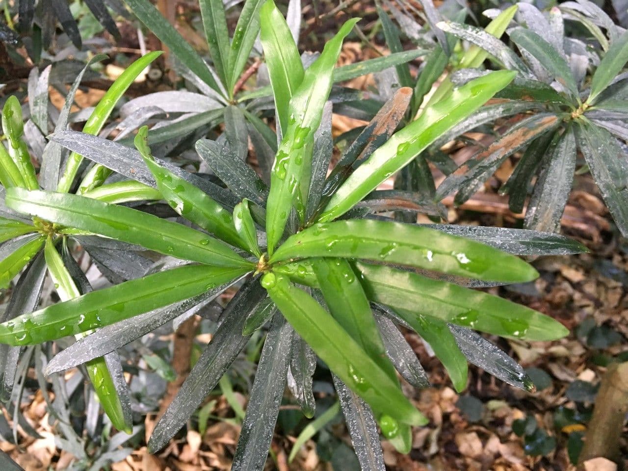 Steineibe 2