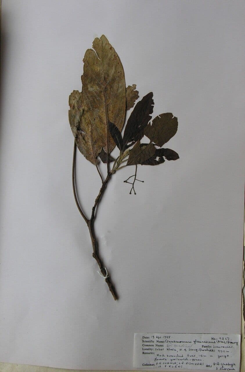 Cannella 5