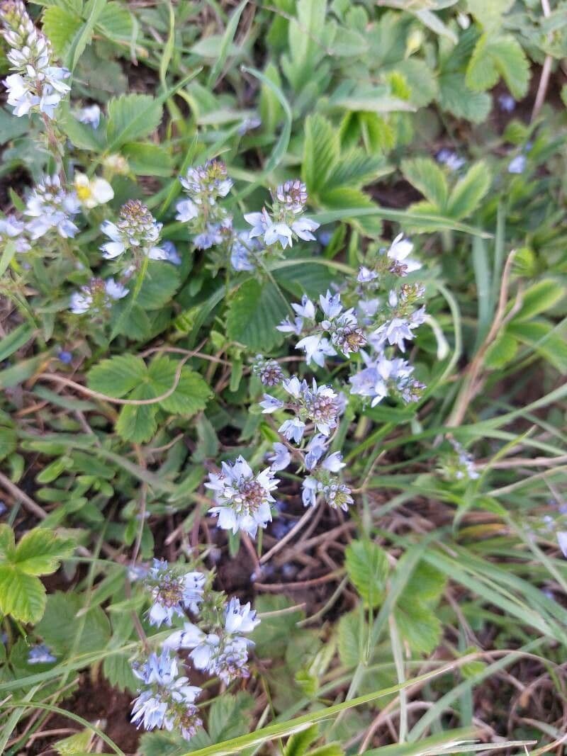 Veronica prostrata 4