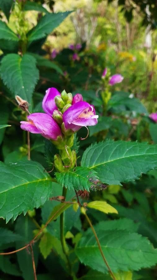 Chelone di Lyon 2