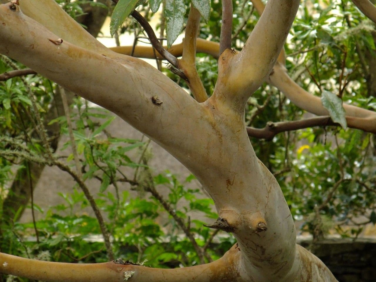 Albero di fragole 23