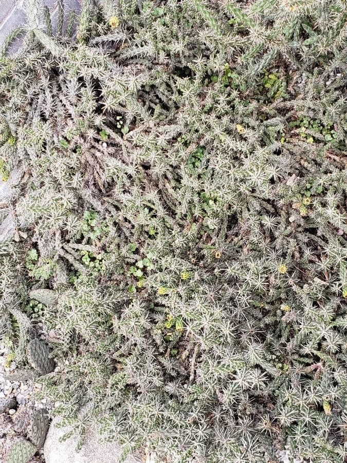 Whippels Cholla 3