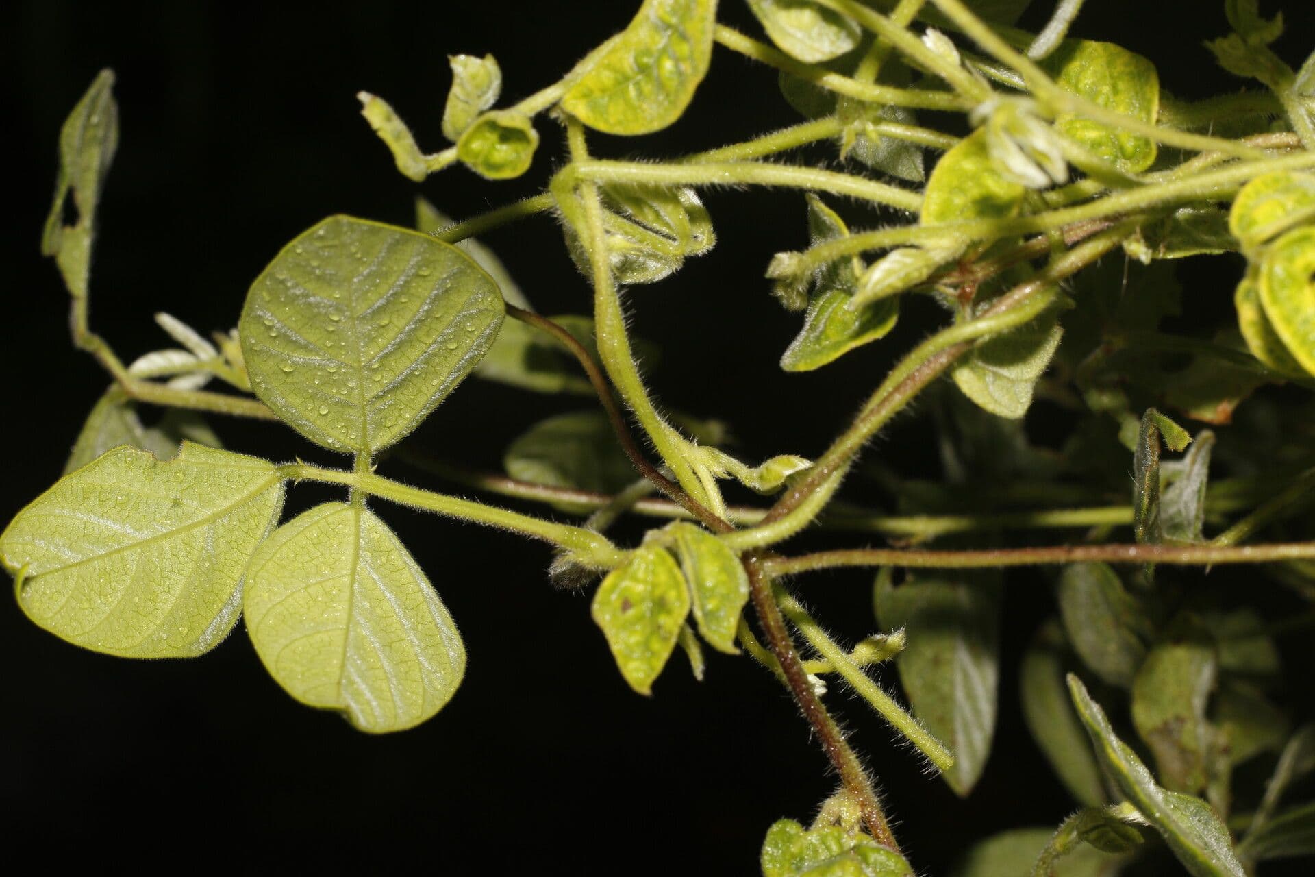 Desmodium cajanifolium 2