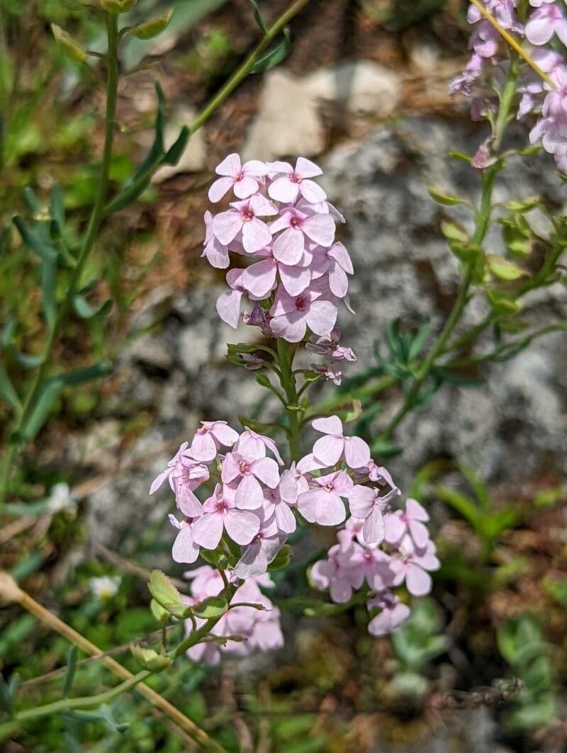 Aethionema
