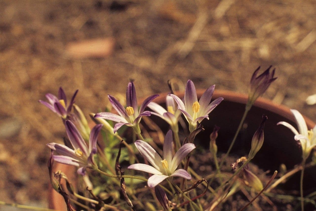 Brodiaea 5