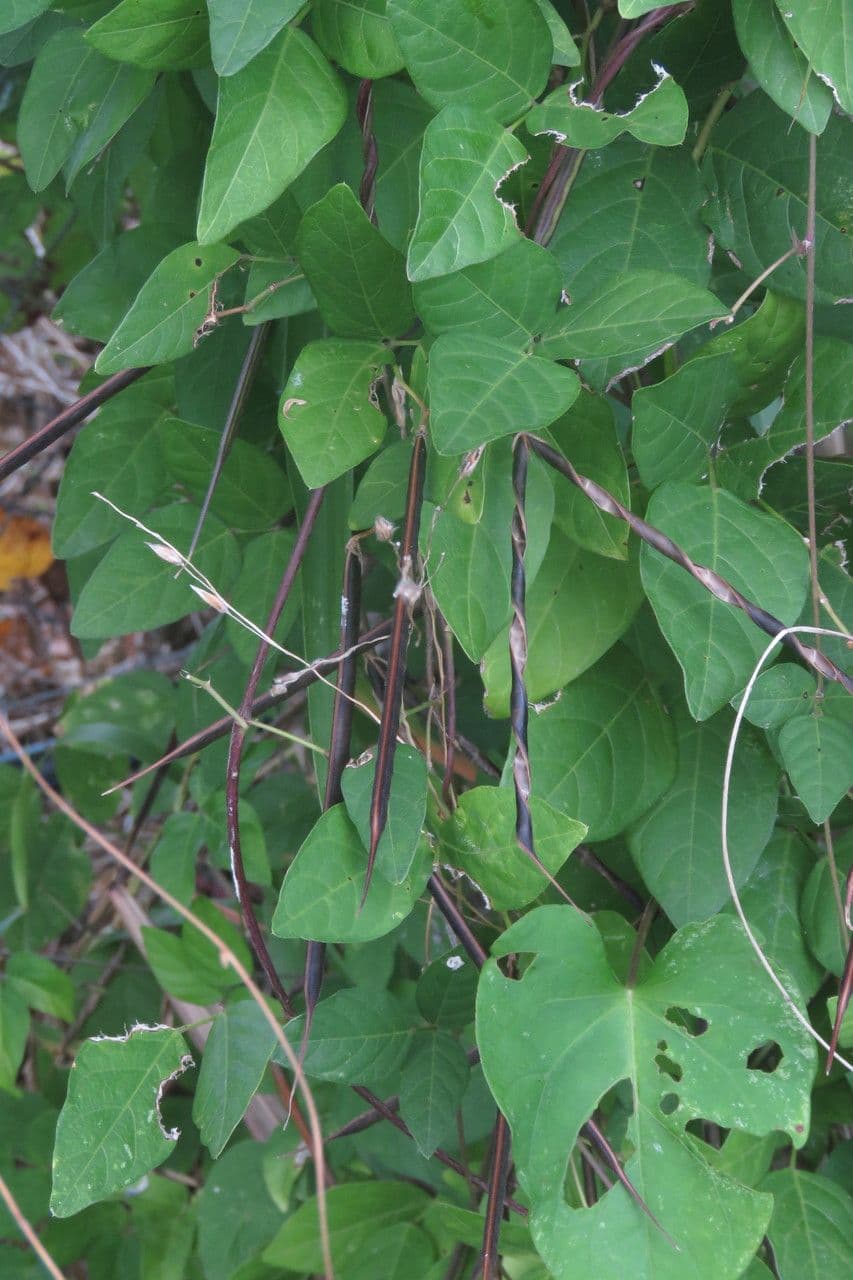 Centrosema virginianum