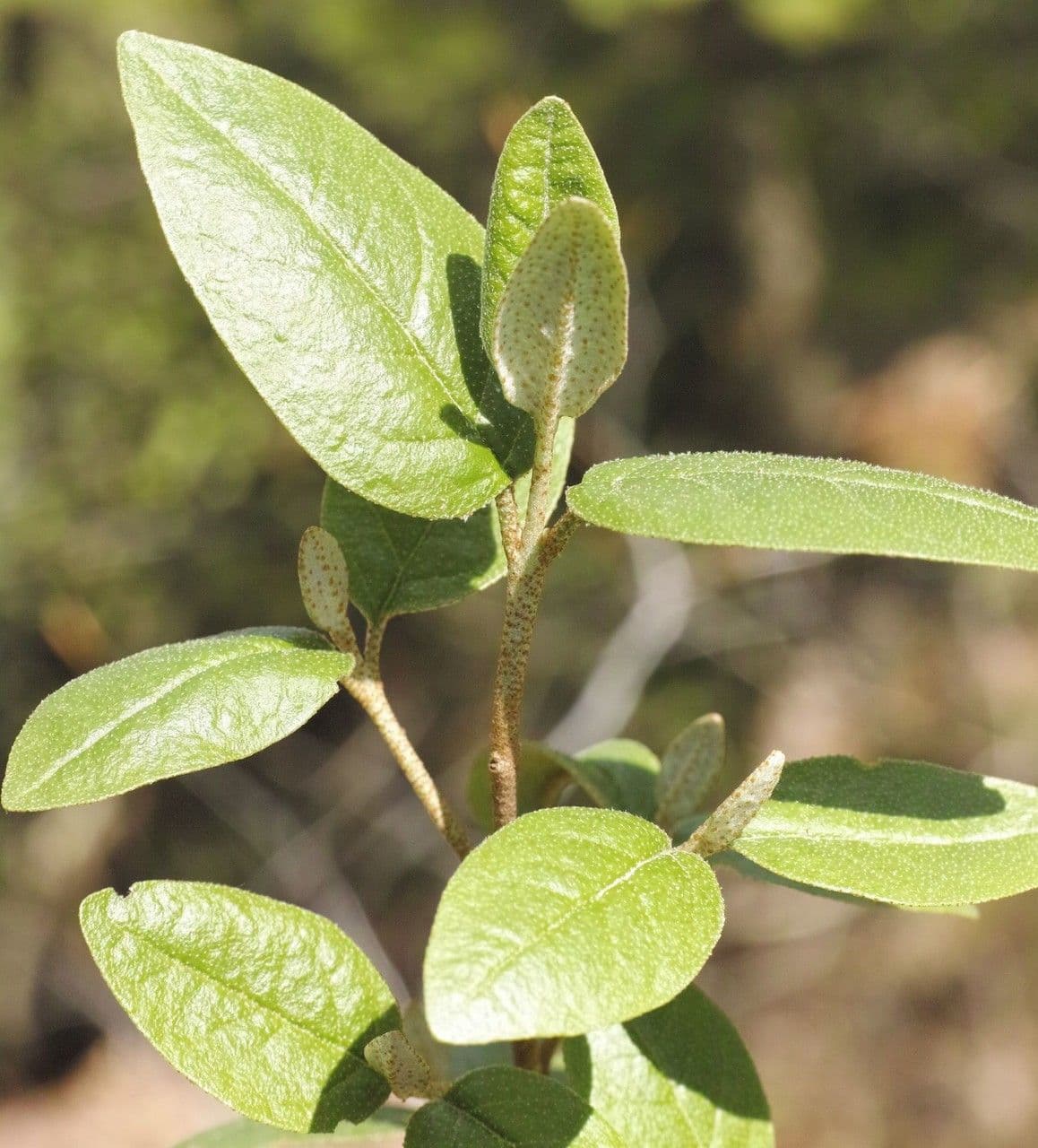 Shepherdia canadensis 10