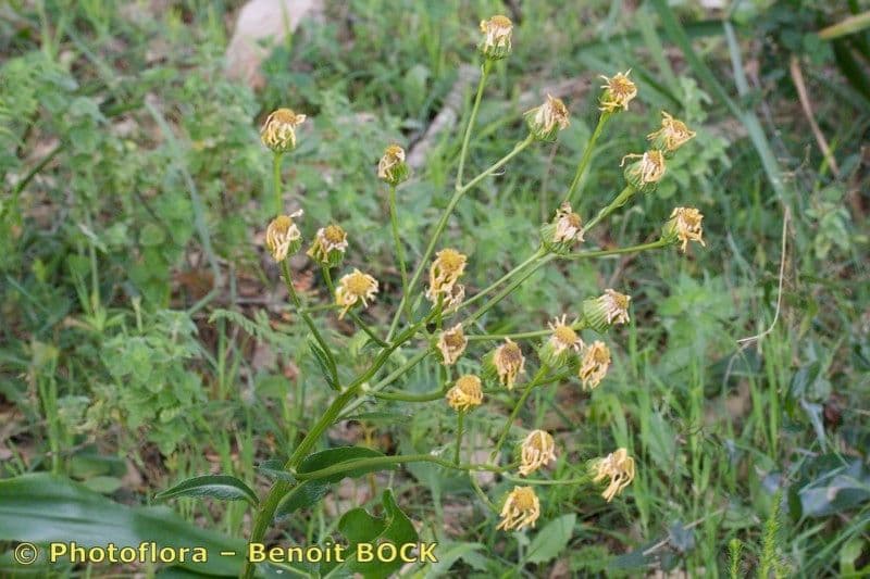 Senecio 6