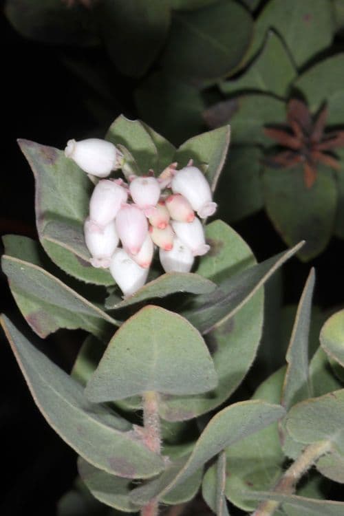 Arctostaphylos 5