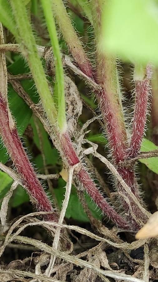 Gaillardia aristata 24