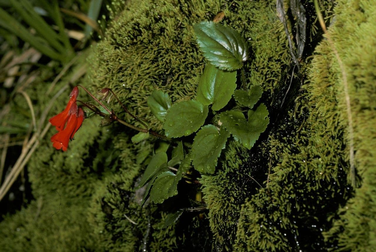 Ourisia 6