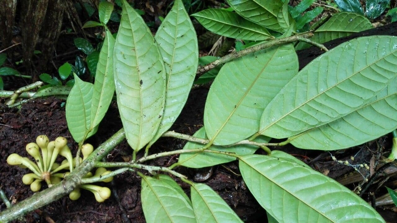 Anaxagorea 11