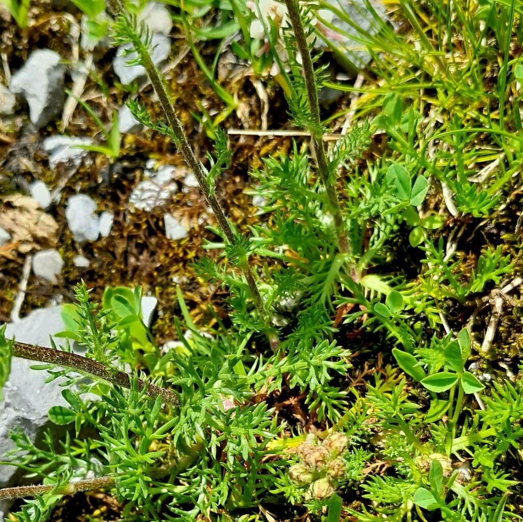 Achillea atrata 11