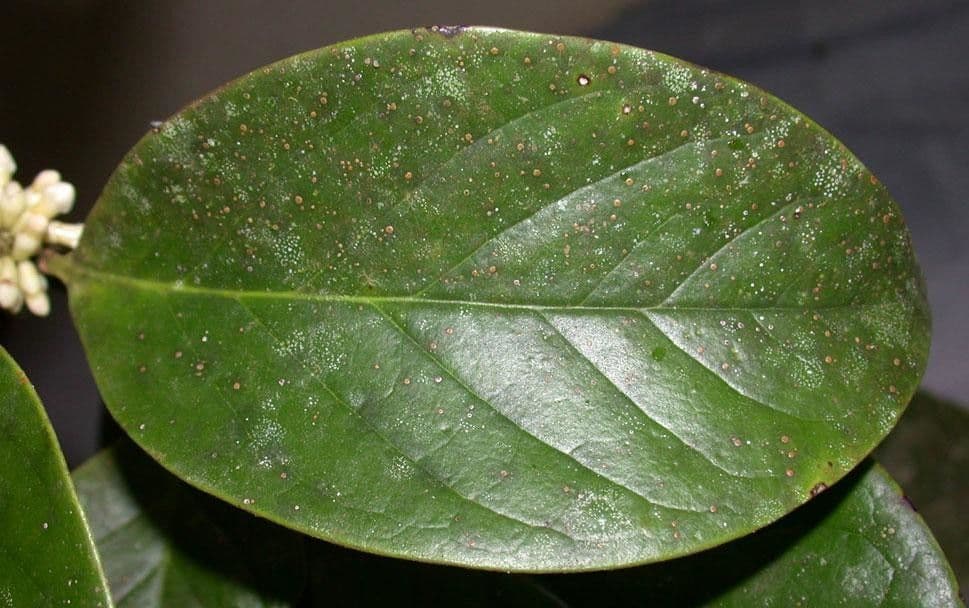 Schlegelia parviflora 14