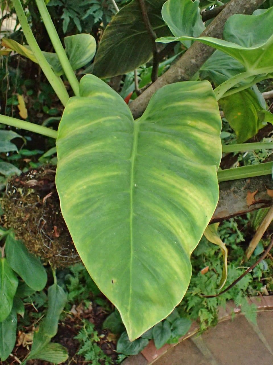 Filodendro 14