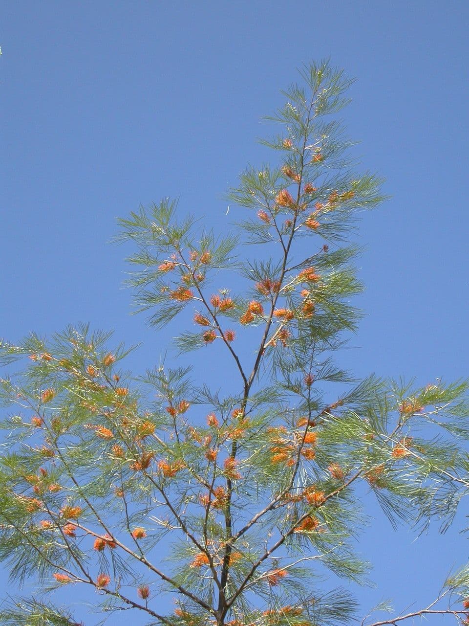 Gold-Grevillea 13