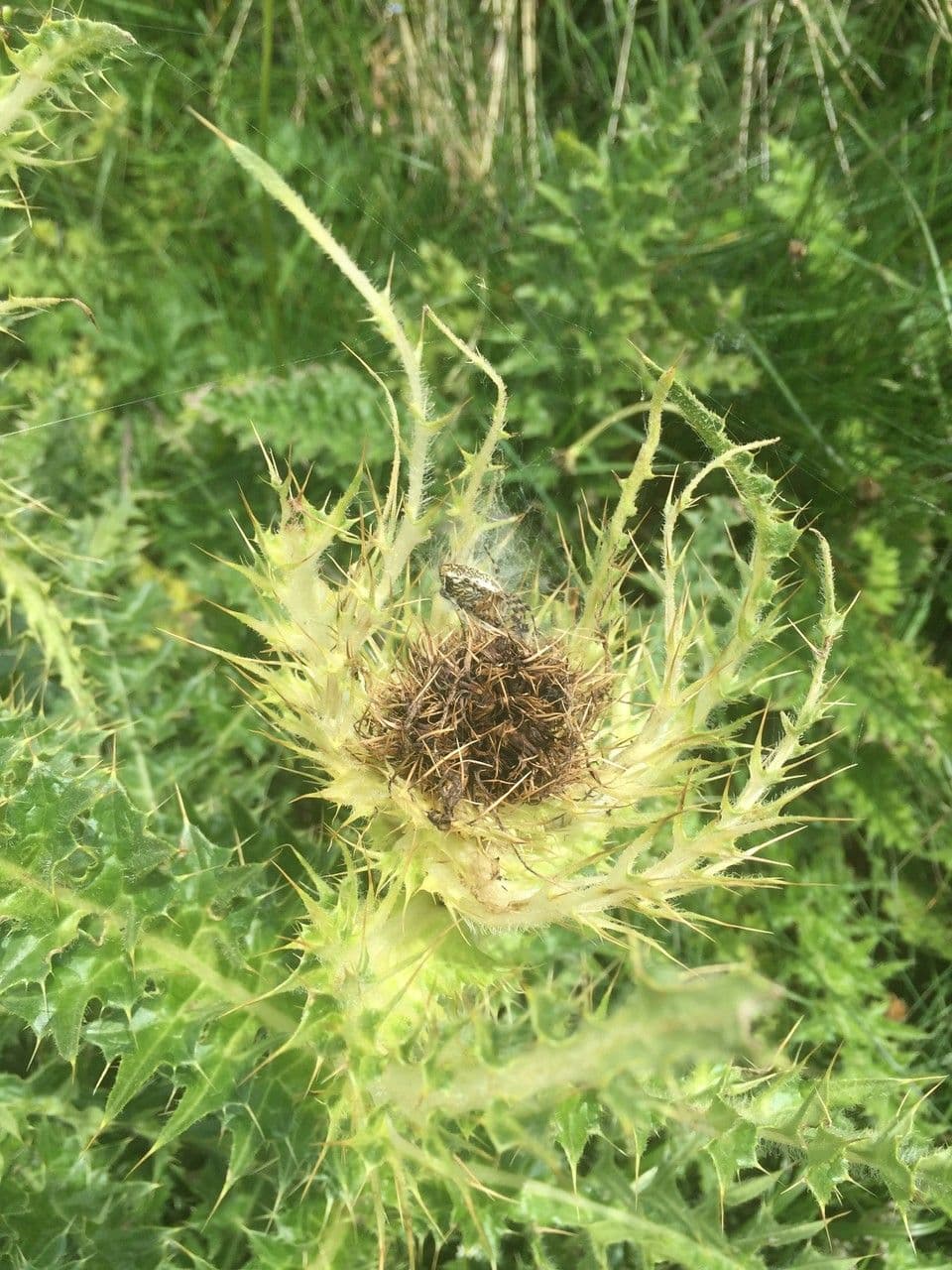 Cardo spinosissimo 28