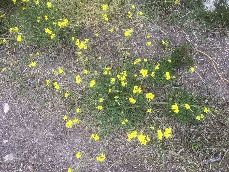 Diplotaxis à feuilles étroites 29