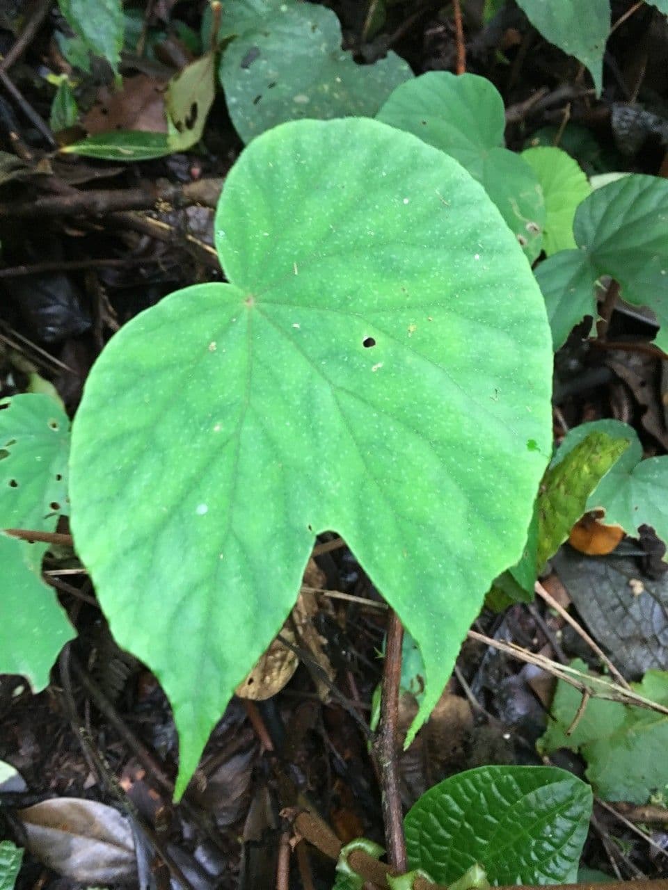 Begonia 10