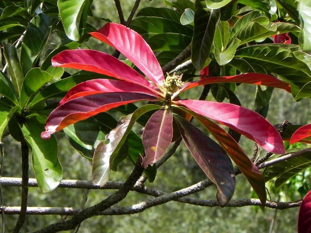 Barringtonia 18