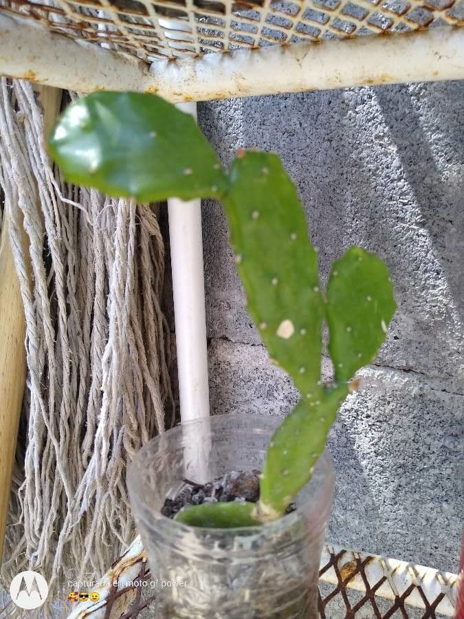 Opuntia a tre spine 23