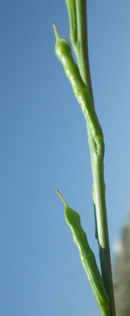 Erucaria 4