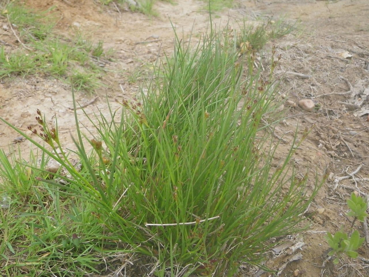 Juncus anceps 12
