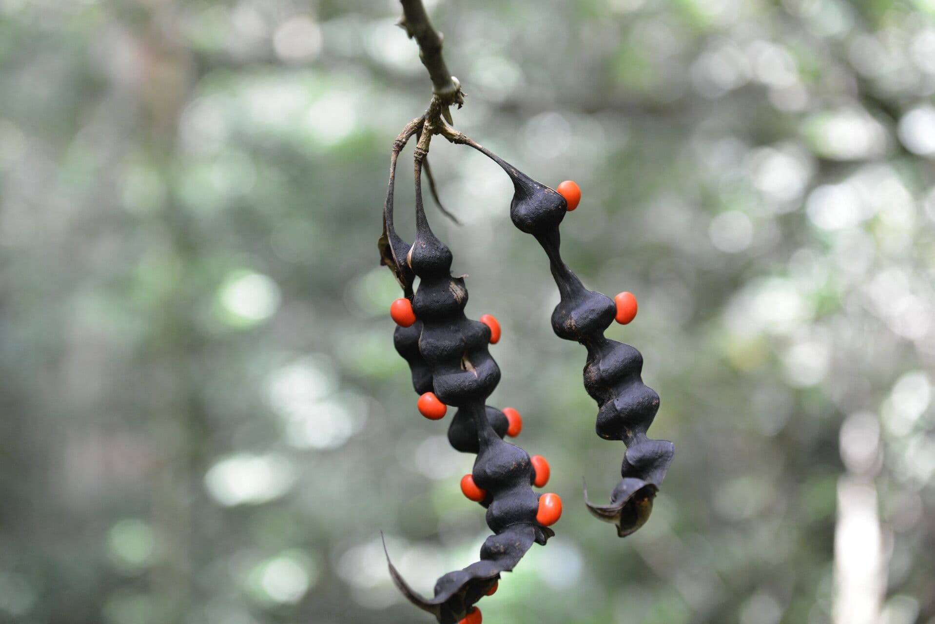 Erythrina kopinatá 3