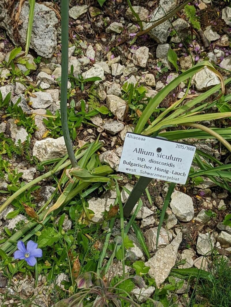 Ail de Sicile 18