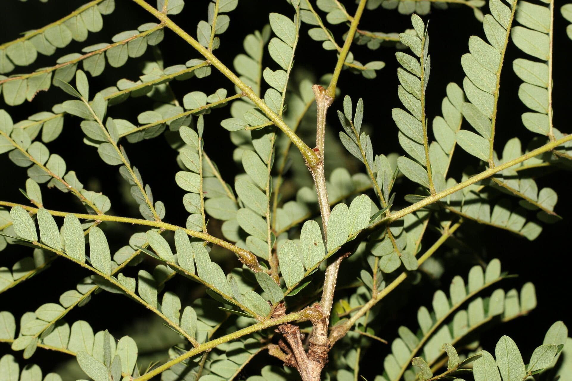 Cenostigma eriostachys 10