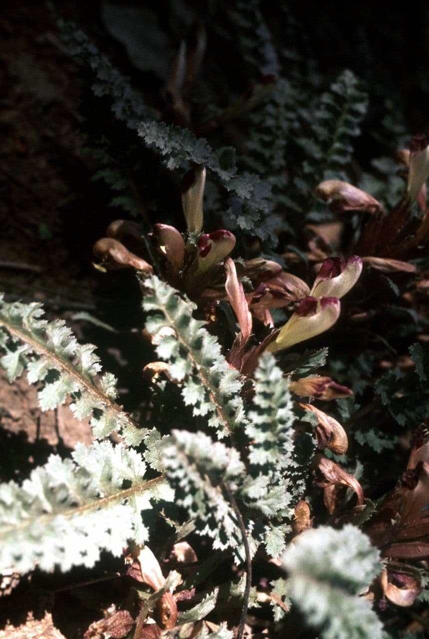 Pedicolare nana