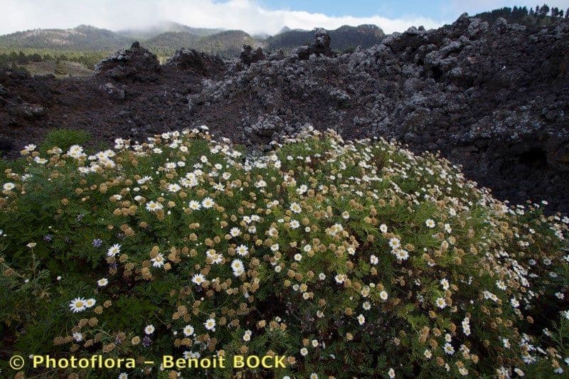 Argyranthemum 15